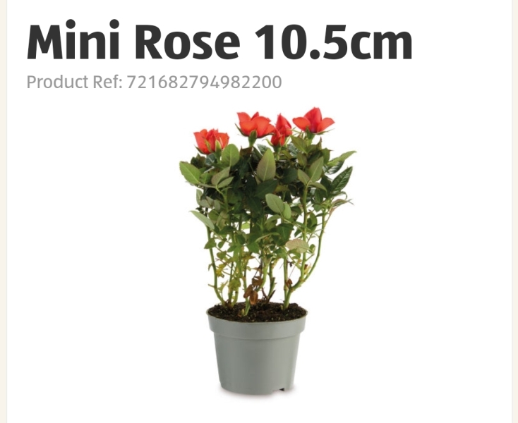 Aldi indoor rose - why indoor only?