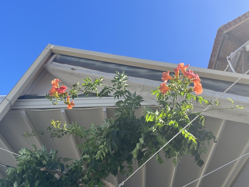 Can anyone identify these Greek plants?