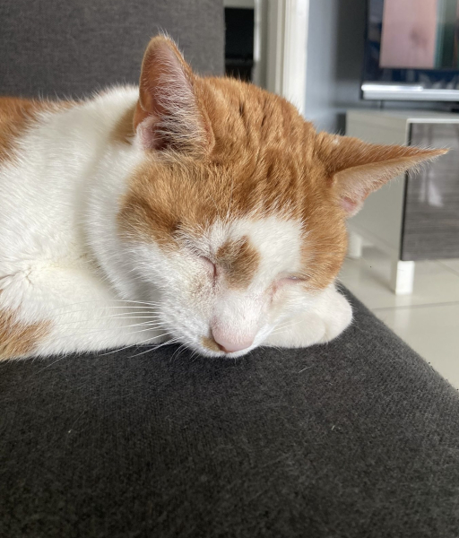 Thread 51 Sunak: A William Hill to die on