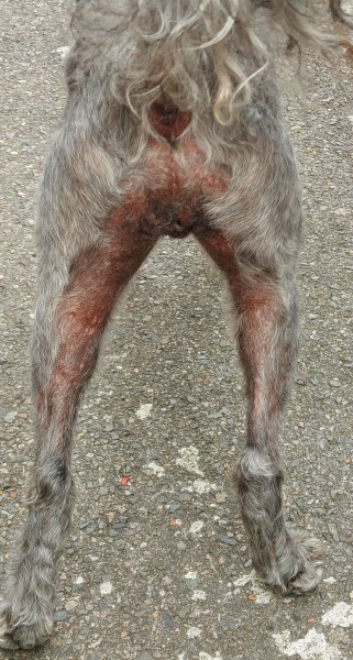 Advice needed: dog rash