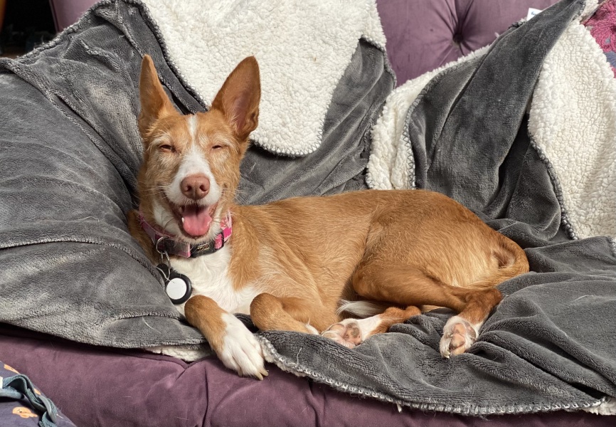 favourite thing your dog does?
