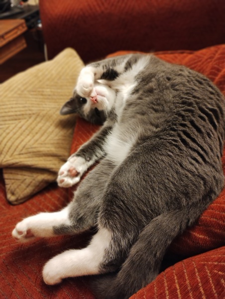 Family cat suggestions