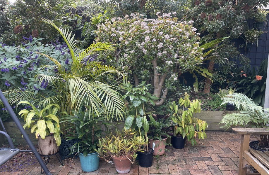 Anyone else planting a jungle/tropical garden?