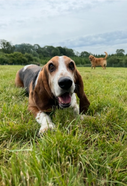 To ask how much your dog costs per month?