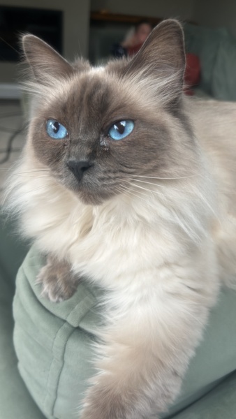 Shall we have a pet thread? Something nice for over the weekend 😁