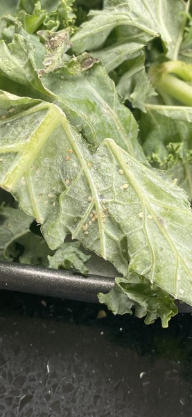 To ask wtf this is on my kale?