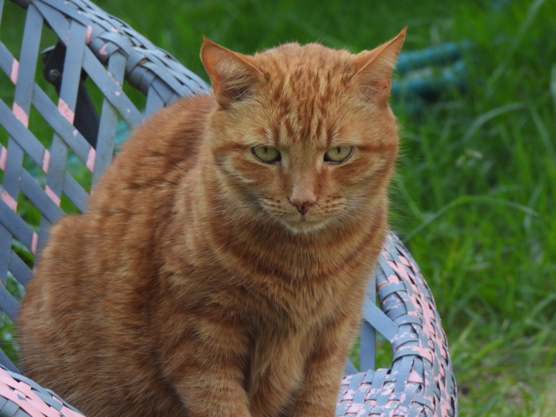 Cats poorly and I can’t get pills into him