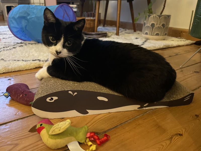 Does an effective prescription tablet to treat fleas exist?