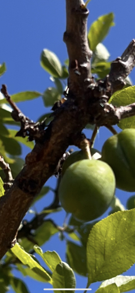 Can anyone please help with this tree?