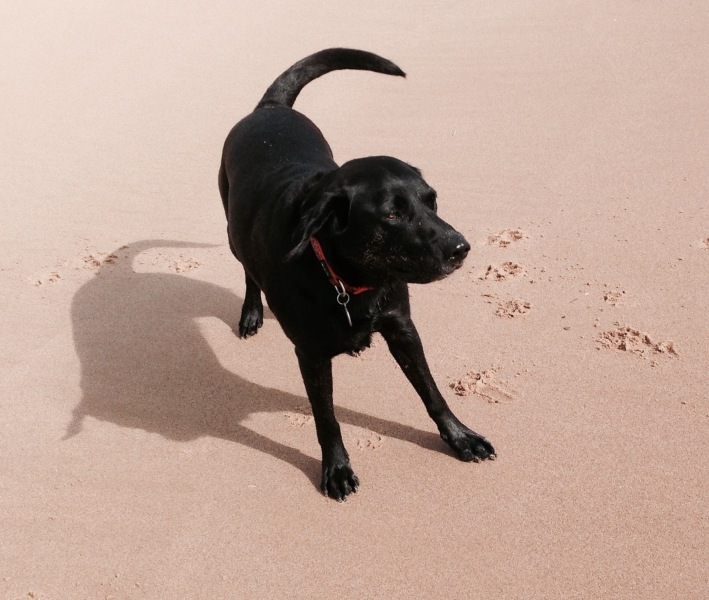 Having a dog as a guest