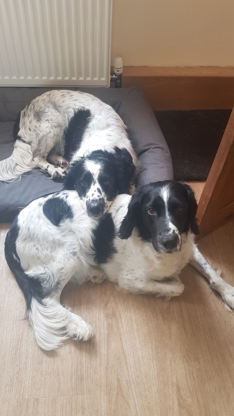 Does your pet have 'a person'