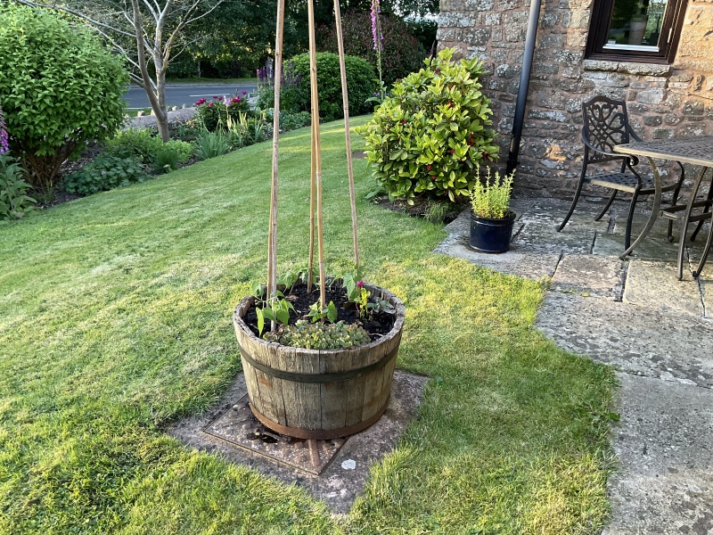 What have you done in the garden today? Part 5