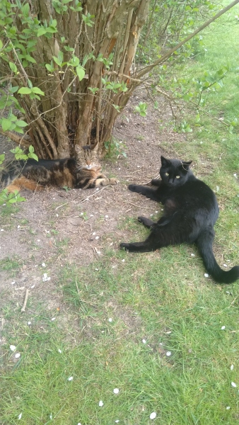 Thread 48 - Sunak - Capsized on the Ship of Lies