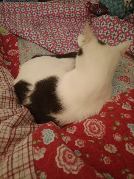Does your pet have 'a person'