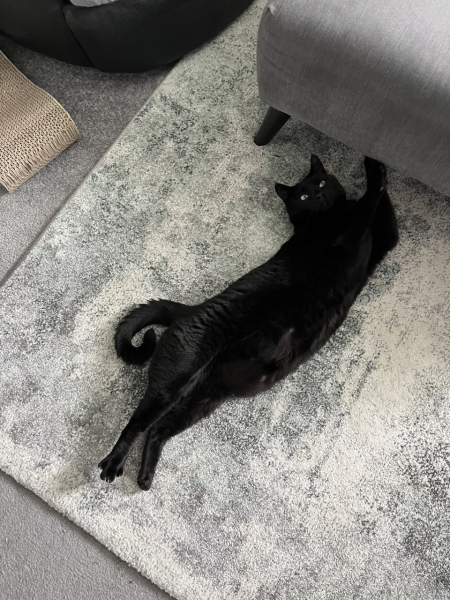 The One where TC moved to Scotland and joined the Excellent Cats