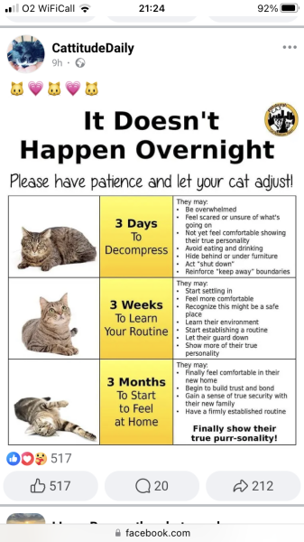 The One where TC moved to Scotland and joined the Excellent Cats