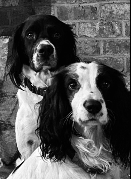 Thread 48 - Sunak - Capsized on the Ship of Lies