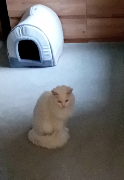 The One where TC moved to Scotland and joined the Excellent Cats