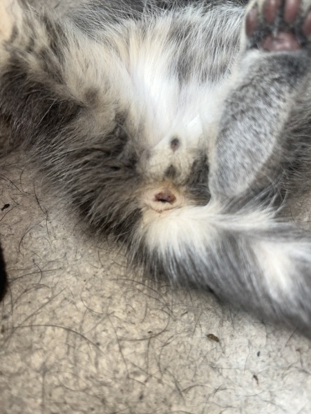 Guess the gender (photo attached)
