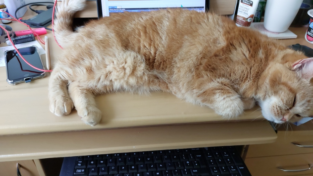 The One where TC moved to Scotland and joined the Excellent Cats