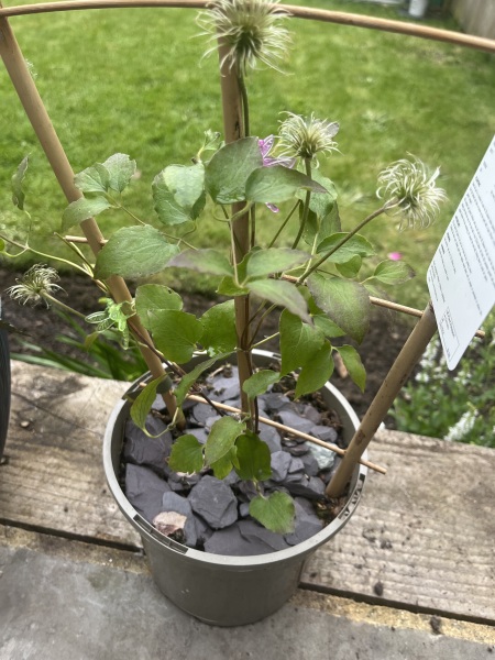 Shall I give up on this clematis?