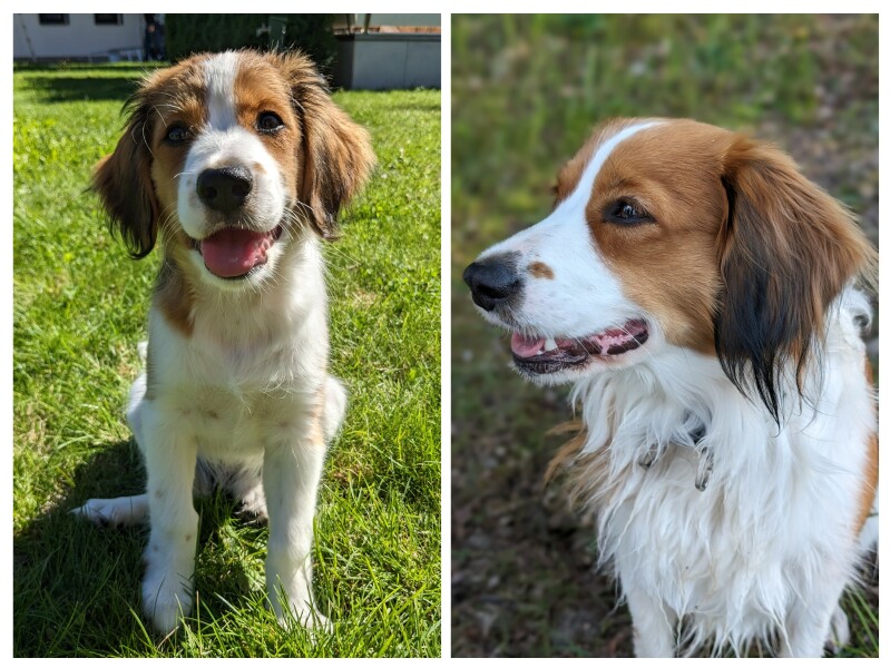 Then and Now - Your Puppy to Adult Dog Photos