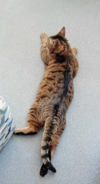 The One where TC moved to Scotland and joined the Excellent Cats