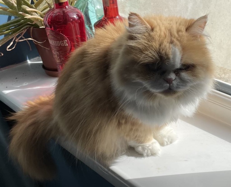 Thread 49 Sunak: He Left them on the beaches