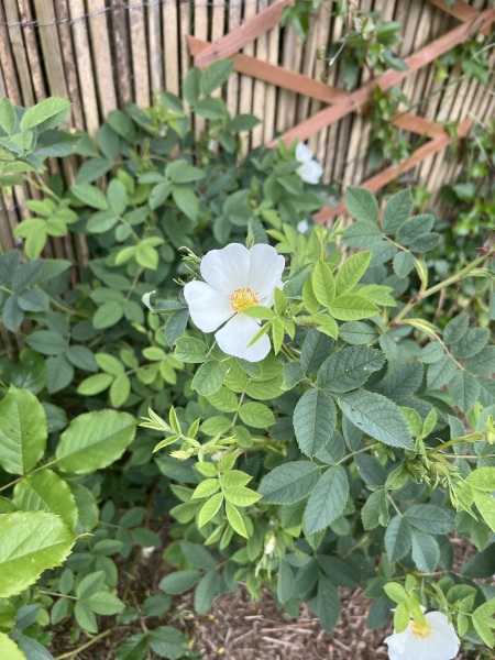 Small White Flower On Rose