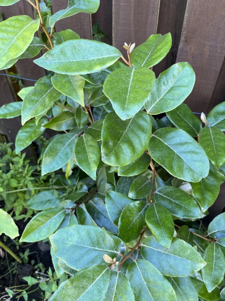 Plant ID