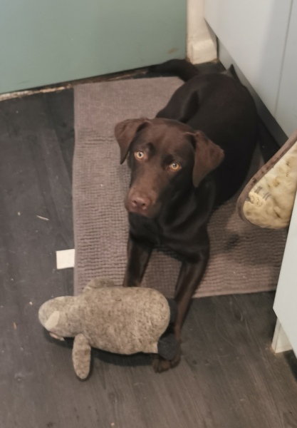 Puppy Survival Thread for New and Old Pups - Spring is around the corner!