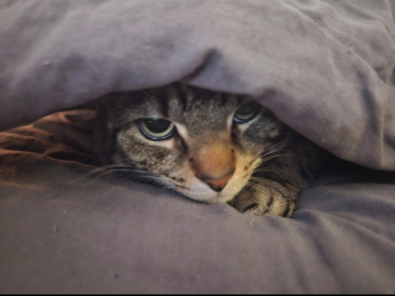 Beloved cat missing, really upset