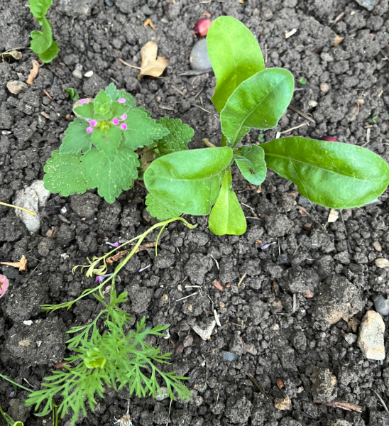 Does anyone know what this plant is?