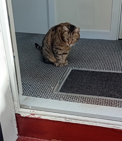 The One where TC moved to Scotland and joined the Excellent Cats