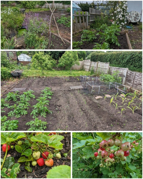 The Vegetable Patch 2024/2025