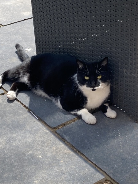 Thread 48 - Sunak - Capsized on the Ship of Lies