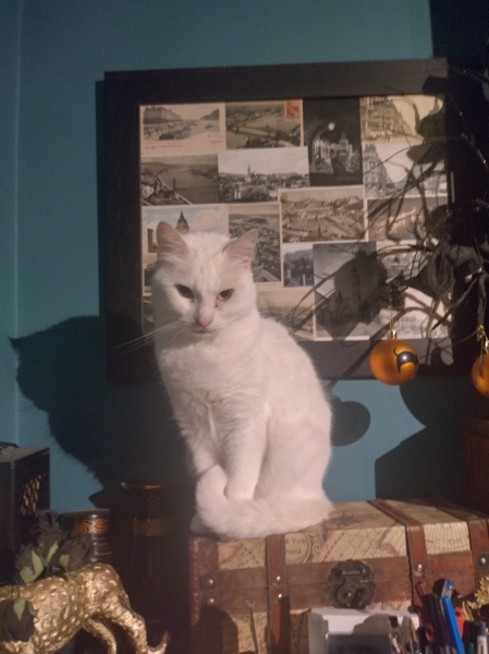 The One where TC moved to Scotland and joined the Excellent Cats