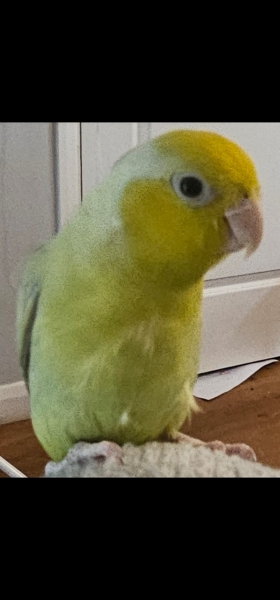 Talk to me about cockatiels