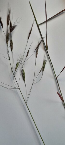 Any ideas what this grass is?