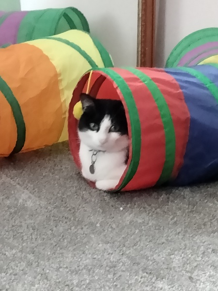 Is there a cheaper way of feeding my cat?