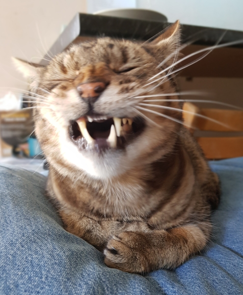 Machiavellian Misbehaviour- the Excellent Cats Deny Everything