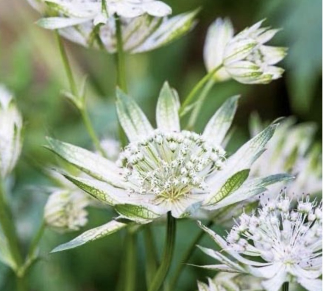 Help with identifying plant…