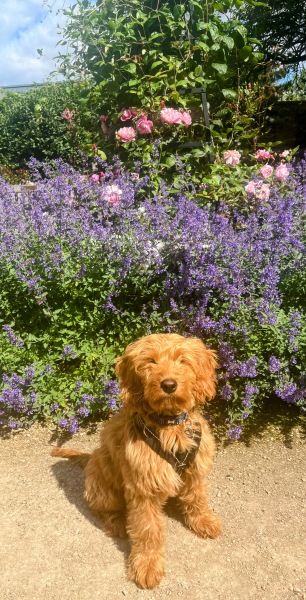 Puppy Survival Thread for New and Old Pups - Spring is around the corner!