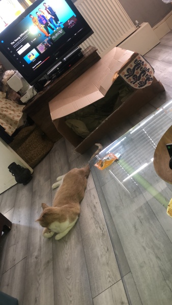 The One where TC moved to Scotland and joined the Excellent Cats