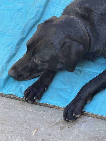 To ask how much your dog costs per month?