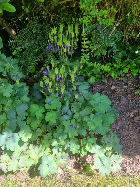 What is this that's all over my garden