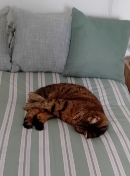 The One where TC moved to Scotland and joined the Excellent Cats