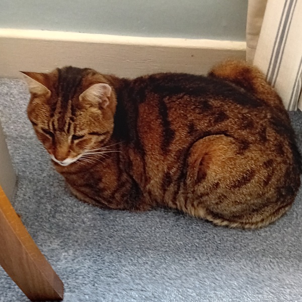 The One where TC moved to Scotland and joined the Excellent Cats