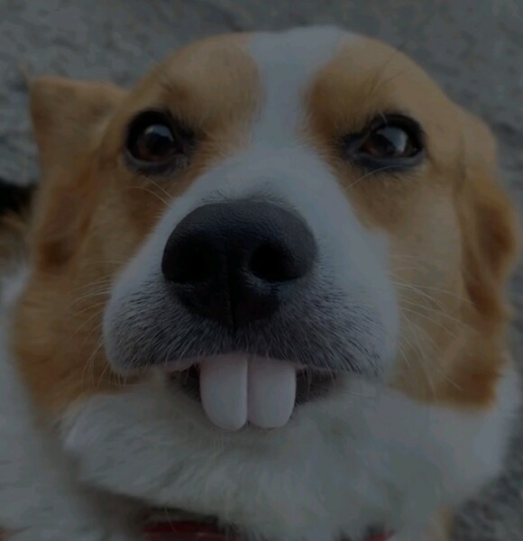 Where is my tooth?