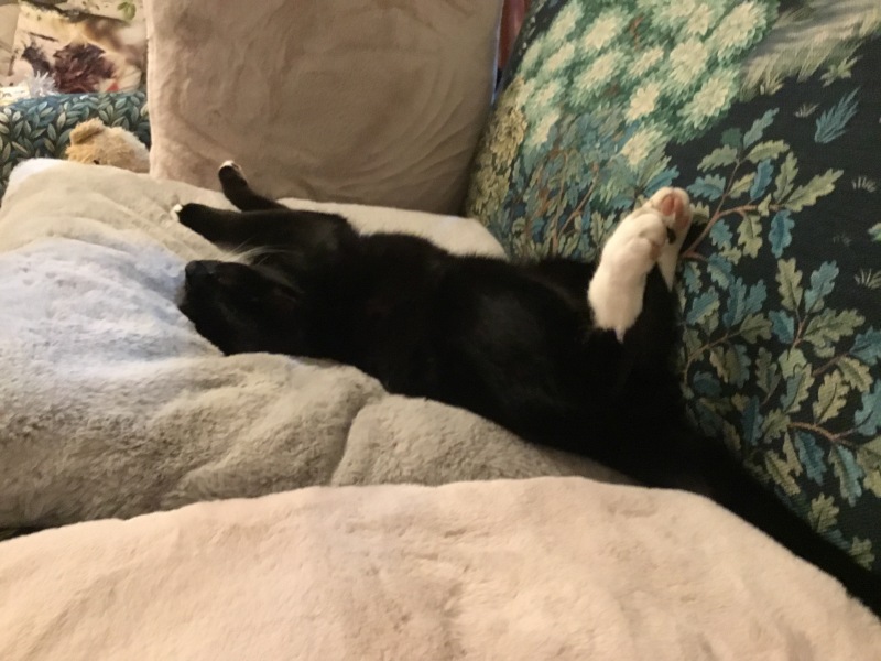 Thread 51 Sunak: A William Hill to die on